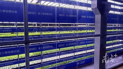 這屆年輕人，在種一種很新的“數字地”——走馬觀粵看新農人如何玩轉智慧農業